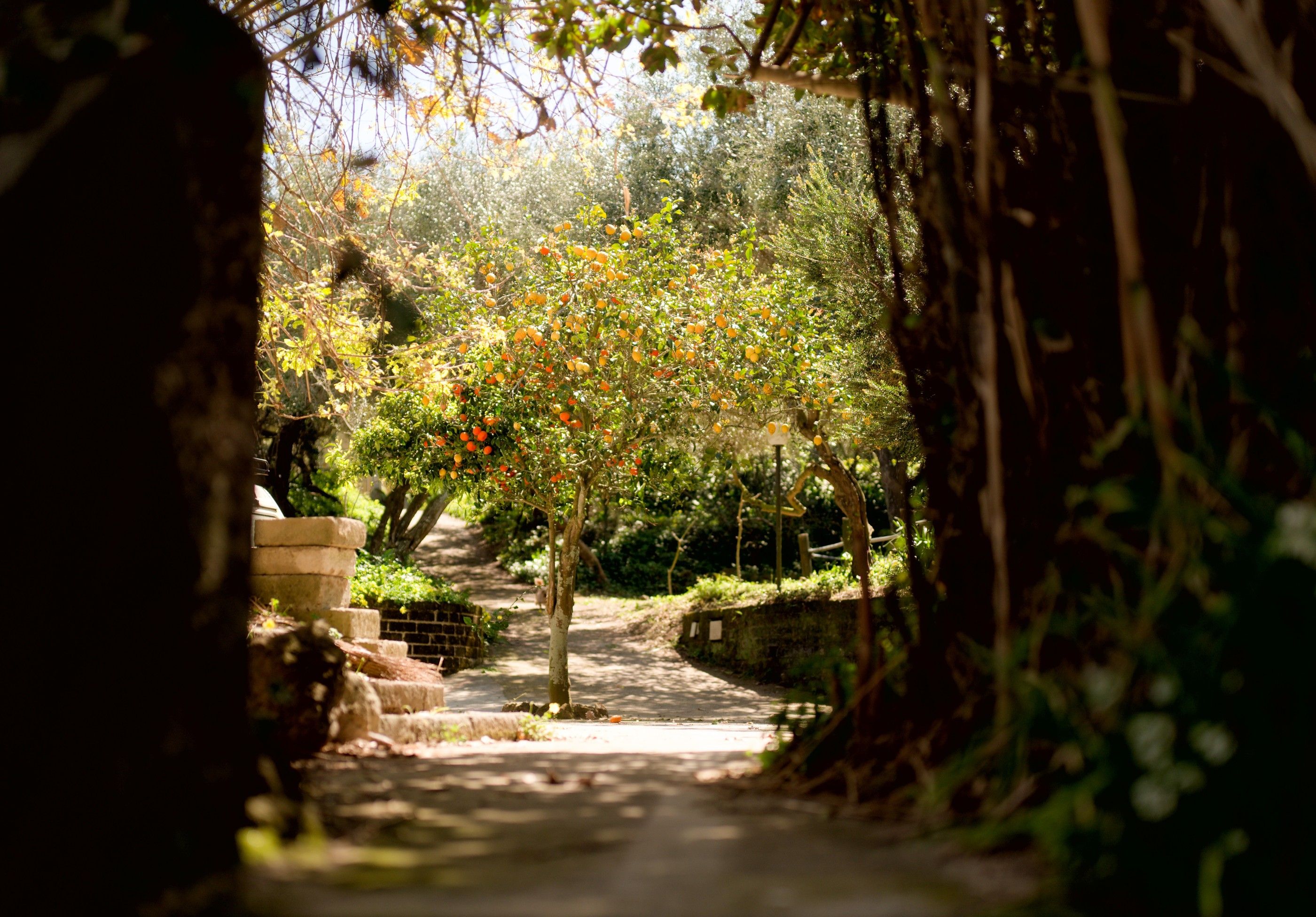 Orange Tree Path